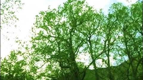 若者のすべて（MV）予告