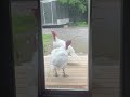 What You Keep In Your House?! #houseturkeys #farmturkeys #funnyturkeys