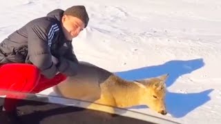 Deer Barks At Man