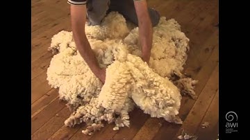 AWI Wool Handling - Wool Preparation - Picking up a Fleece with Jim Murray