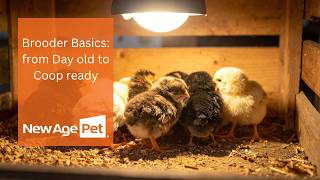 Brooder Basics: Setting Up a Safe Space for Chicks | New Age Pet Learning Center