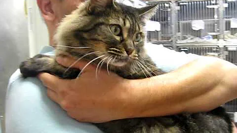 Video 886591: maine coon mix cat, rescue maine coon cat, gorgeous maine coon cat, shelter maine coon