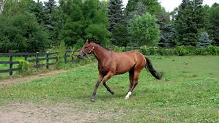 HORSE WHINNY SOUND / SUARA KUDA