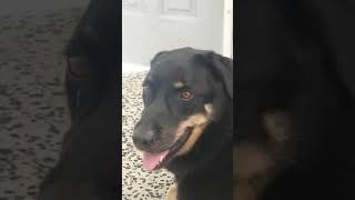 Anastasia es toda una modelo 🐶| A. Y. Ortiz Shorts