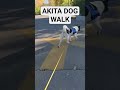 Peaceful Akita  "OREE" Dog Walk! #shorts #ljandoree