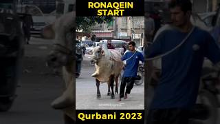 Ronaqein Shuru  | Bakra Eid  2023 | Cow Lovers #shorts #cow #mandi