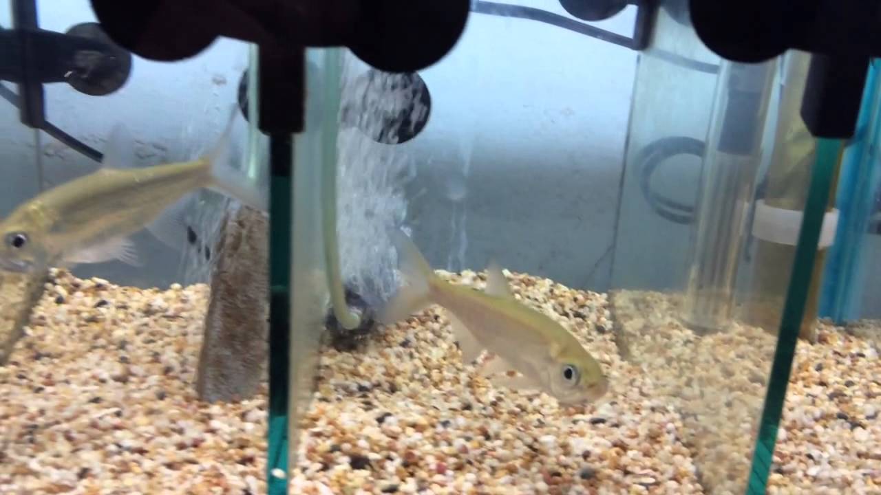 aquarium care center Tarpon Fish For Sale
