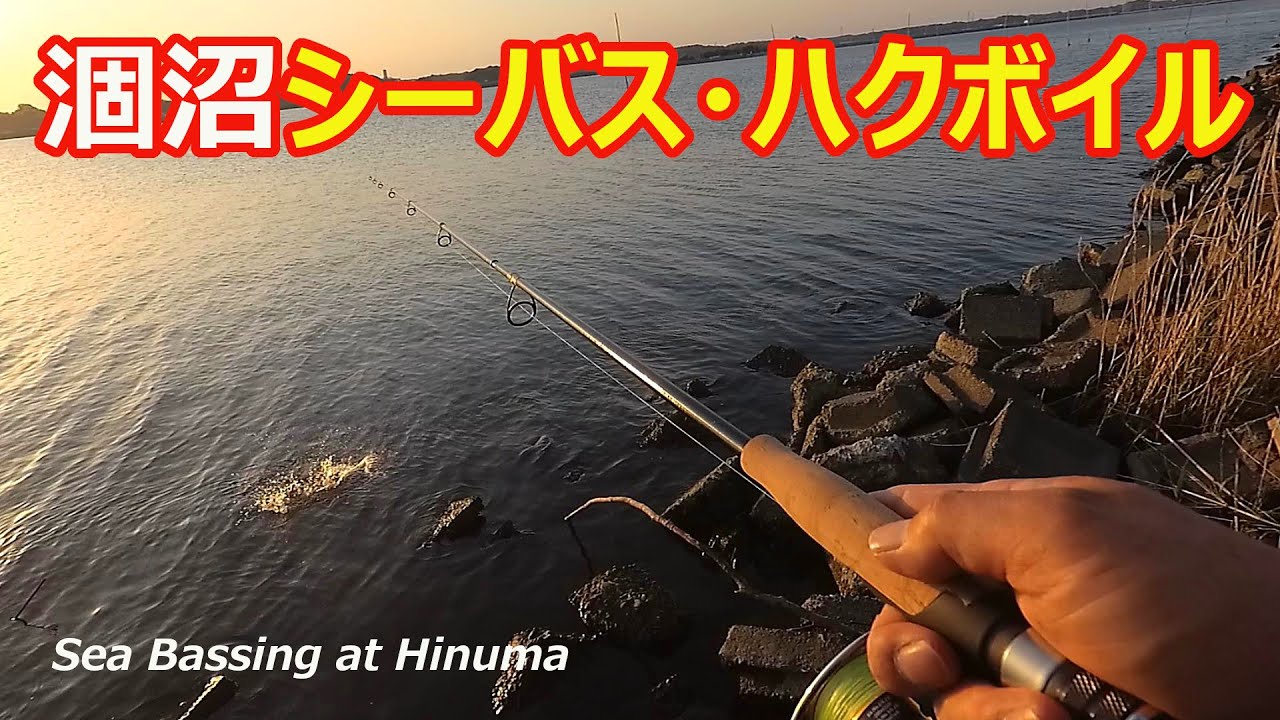 シーバス 涸沼シーバス ハクボイル 涸沼 21年4月中旬 Sea Bass Seabass In The Hinuma Youtube