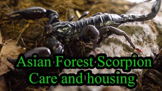 How to?? Asian forest scorpion care and housing \/ #asian #rainforest #scorpion #care