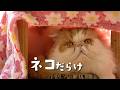 【ネコの日】のんびりスタッフによる全頭紹介