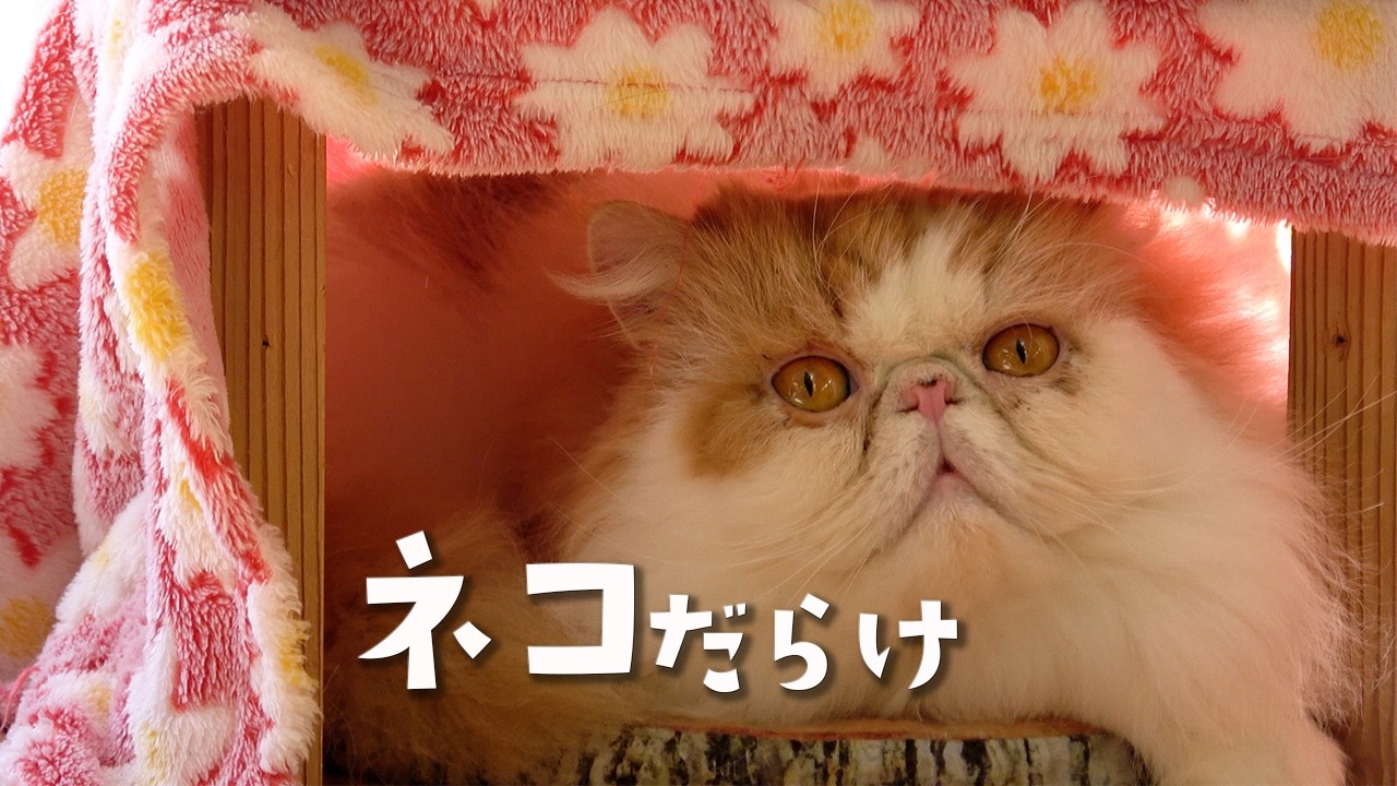 【ネコの日】のんびりスタッフによる全頭紹介