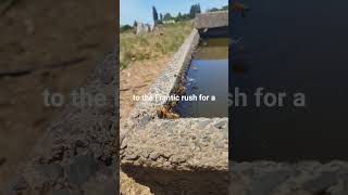 #beekeeping #lifeisbutadream #savethebees