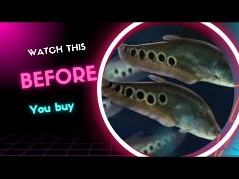 Watch this before buying clown knife fish