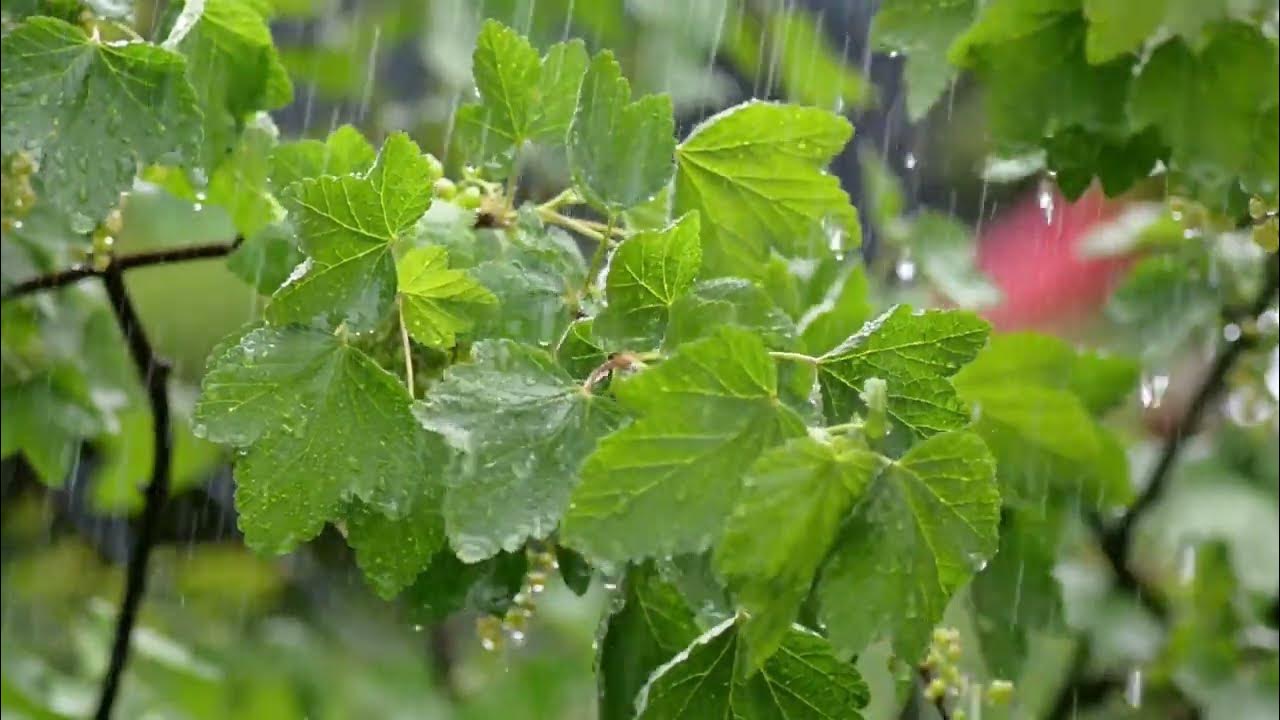 a rainy landscape with the sound of rain