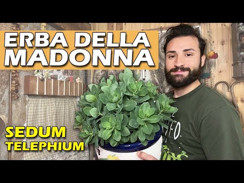 ERBA DELLA MADONNA, pianta curativa - sedum telephium