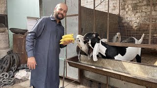 HOW TO MAKE HEAVY GOAT SUPER ACTIVE | SUPER FAST WEIGHT GAIN IN GOAT | BENEFIT OF BANANAS IN GOATS