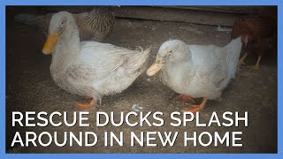 Rescue Ducks Happily Splash Around in New Home