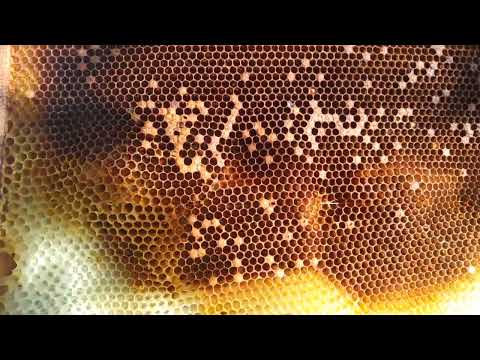Пчелы Улетели. Осенний