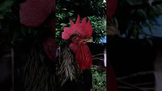 Buranın Horozu Benim Oğlum...