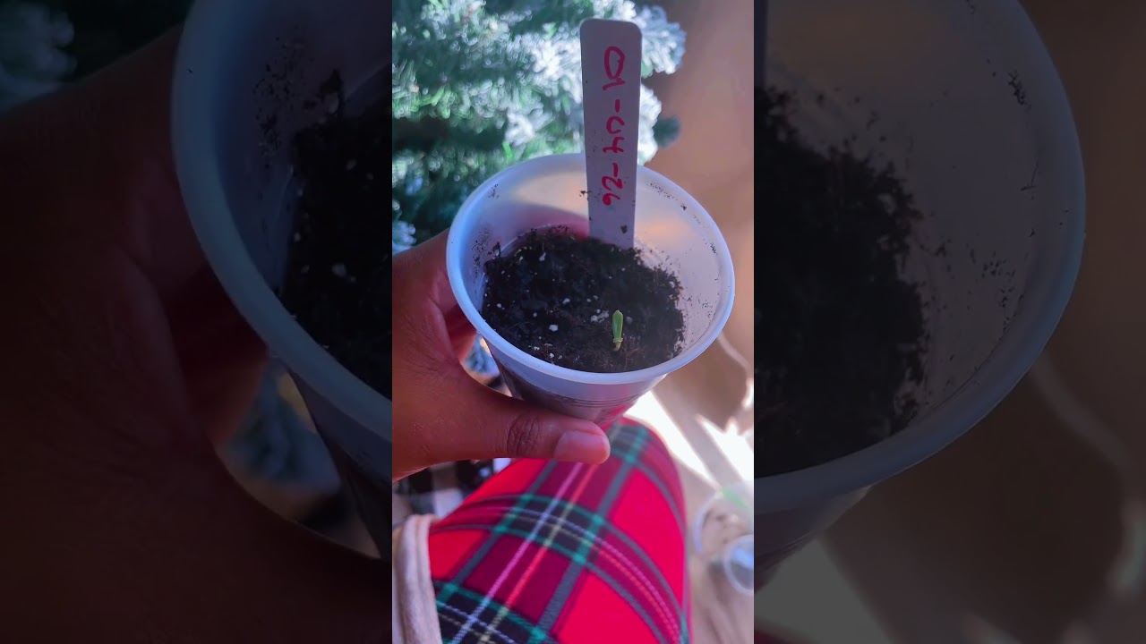 Spring is near. Let’s get those seeds started 