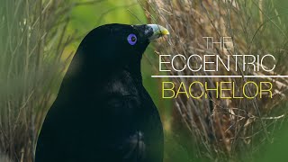 The Eccentric Bachelor│A Day in the Life of a Satin Bowerbird