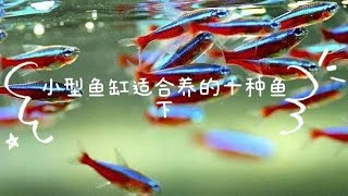 十种小型鱼缸适合养的小型鱼仔Part 2 