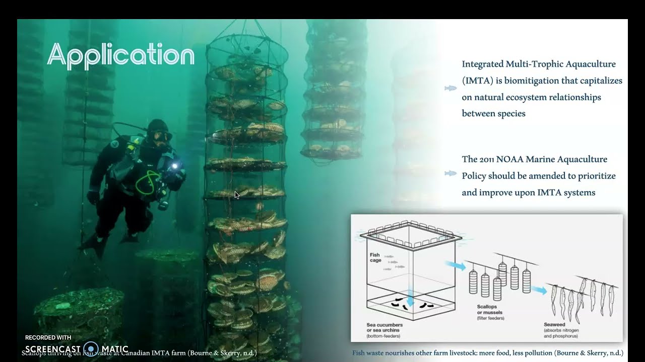 Focusing on Mariculture & IMTA to Improve Aquaculture Sustainability