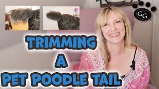 Trimming a Pet Poodle Tail  Walkthrough of Trimming an Oval/Bottlebrush Tail  Gina's Grooming