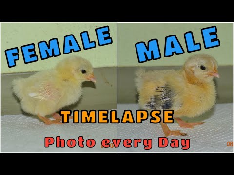 How to tell Rooster from Hen | Male and Female Chicks growing up | Gender Differences in Development