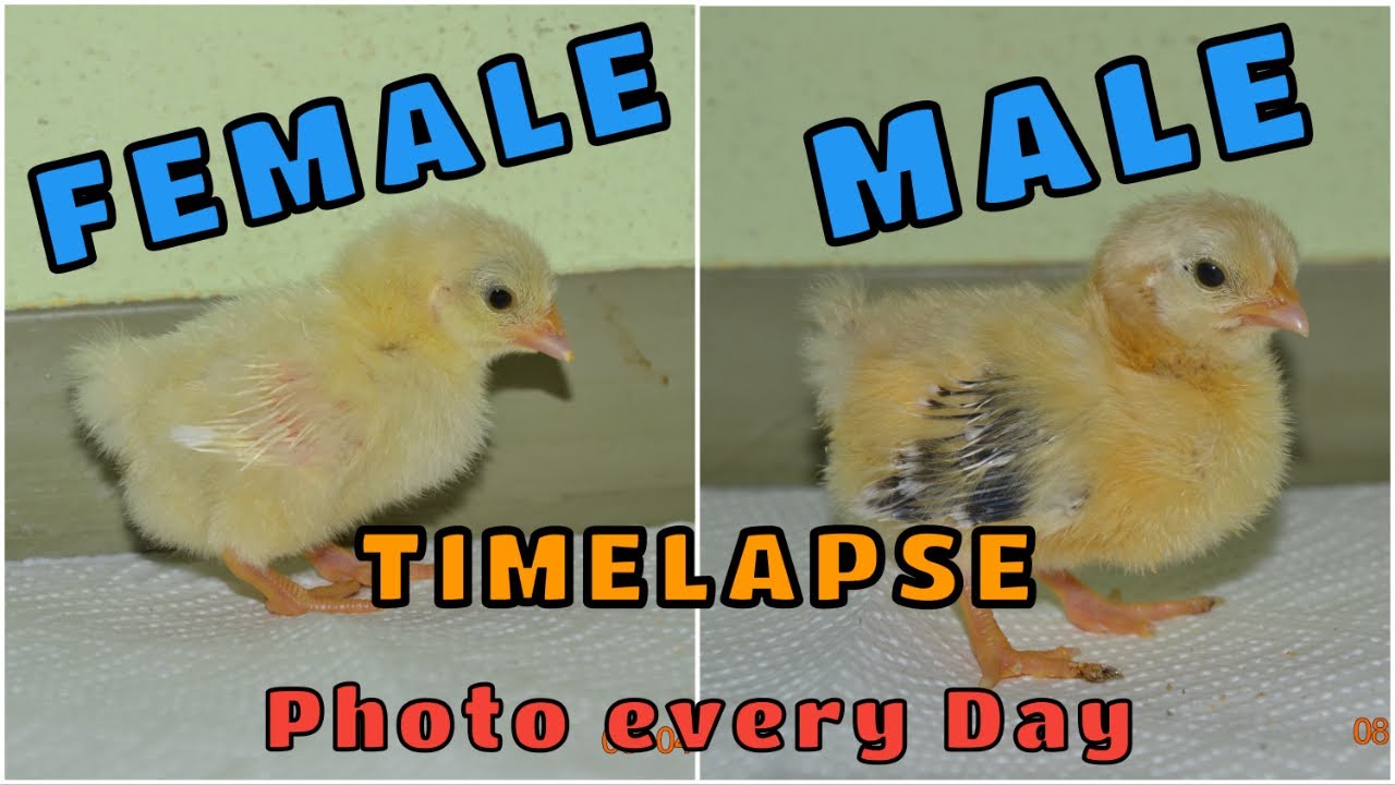 How To Tell Rooster From Hen Male And Female Chicks Growing Up How To Tell Rooster From Hen Male And Female Chicks Growing Up