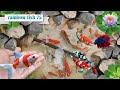 Unboxing Ikan Hias, Ikan Warna Warni Dalam Kolam, Ikan Mas Koki, Ikan Koi , Ikan Cupang # 78