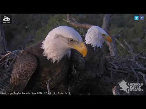 Intruder at the nest-Romeo and Juliet NE Florida Live Eagle Cam-American Eagle Foundation- 12/18/18