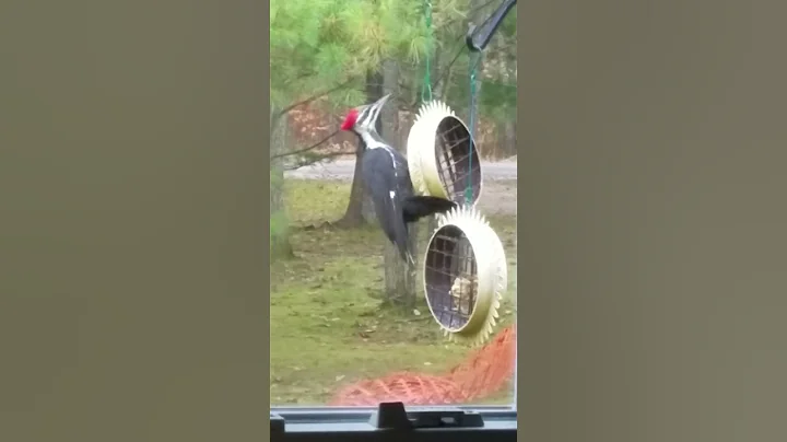 Sunday morning feed time 10:00 a.m. Pileated is ri...