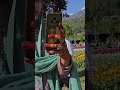 Gohen Doke Tulip garden srinagar kashmir visit