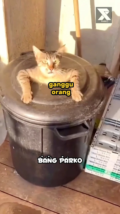Kucing digrebek - Dubbing hewan lucu #dubbing #dubbingvideo #dubbinghewan