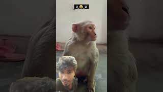 #comedy #vikramcomedy #funny #monkey #fun #jokes #vikramcomedyvideo #surajroxfunnyvibeo #realfools