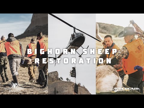 Nebraska Bighorn Sheep Restoration | Bergara Foundation x Wild Sheep Foundation