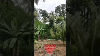 ගැම්ම ❤❤ shortvideo travel music srilanka_village_man