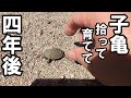 川で拾った子亀、4年で巨大に!【冬の亀水槽60㎝!】 #亀飼育#亀水槽