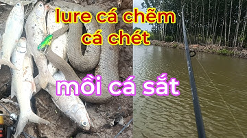 câu cá thiên nhiên | lure cá chẽm cá chét bằng mồi cá sắt mà nó lạ lắm