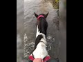 Going for a splash in the river ♥️ #horsejump# #ridingvibes #pony