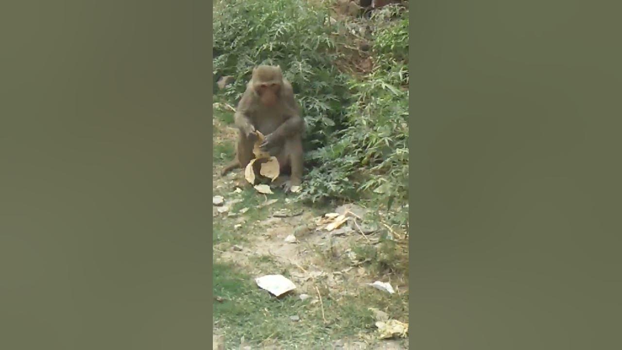 trending-songs-with-monkey-ki-lunch-time-youtube