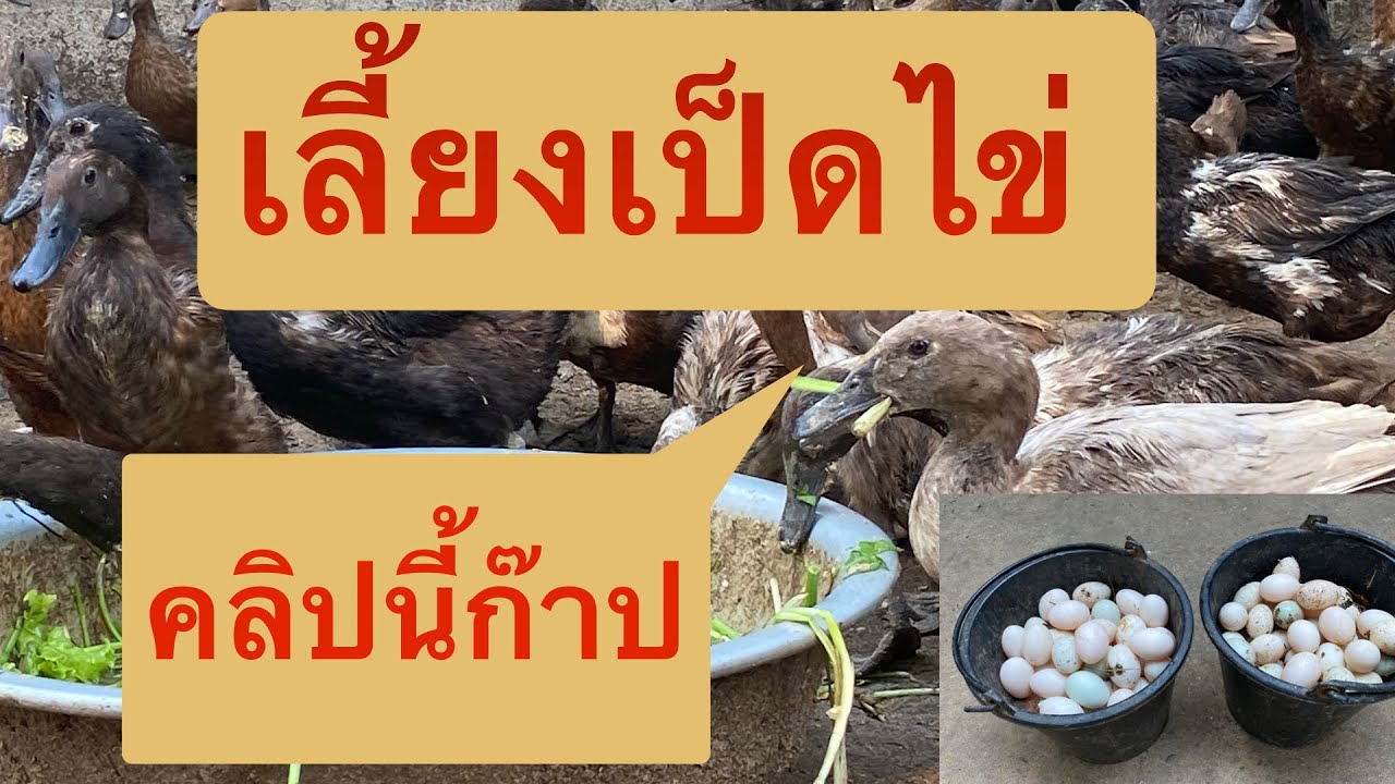 เลี้ยงเป็ดไข่ คลิปเดี่ยวจบทุกเรื่อง (ลดต้นทุน ) ไข่ใหญ่ ไข่แดง