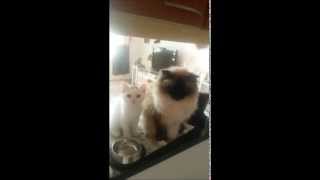 Sacred Birman & Persianmix Kitten by CuteHusky89 2,023 views 9 years ago 1 minute, 30 seconds
