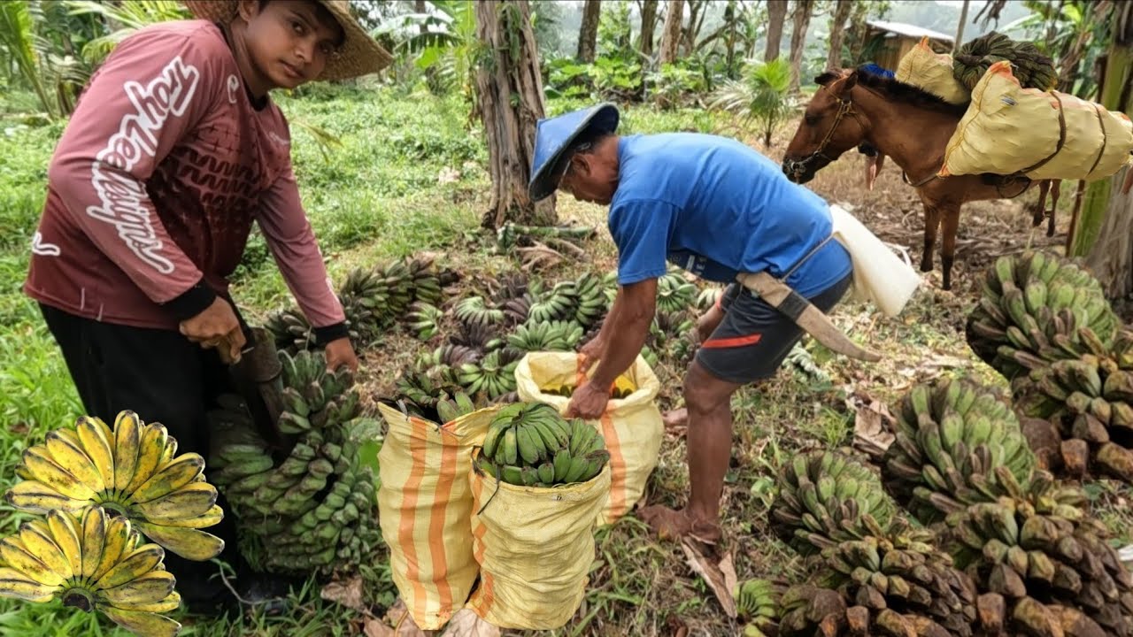 ANG DAMI NATING NA HARVEST NA SABA SA ARAE 3 TULONG TULONG KAMI NI TATAY