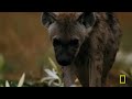 Hyena vs Lion: Army of Darkness (Full Episode) | Savage Kingdom Compilation | Nat Geo Animals