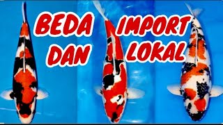 Cara Membedakan Koi Import Dan Lokal