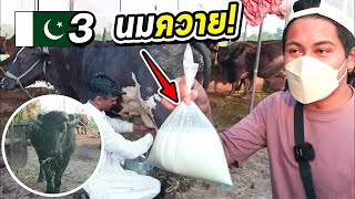 PAKISTAN EP.3 | รีดนมควายยักษ์ปากีสถาน‼️😱…(กินสดจากเต้า!)