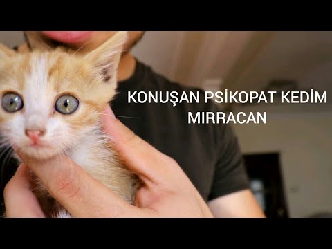 Konuşan Kedim Mırracanla Bir Gün Geçirmek #1