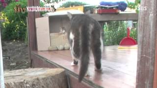 20130908 TV동물농장 #7(1)